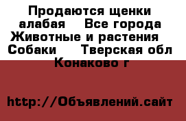 Продаются щенки алабая  - Все города Животные и растения » Собаки   . Тверская обл.,Конаково г.